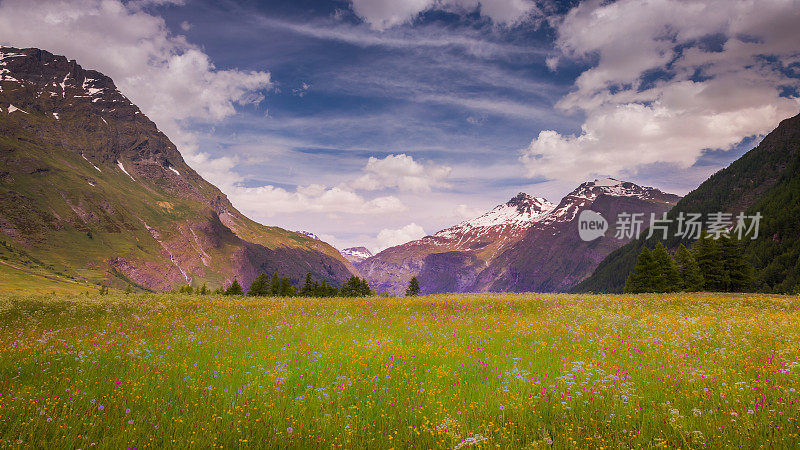 法国阿尔卑斯山瓦诺瓦兹- Val Cenis的田园诗般的高山景观，春天野花盛开